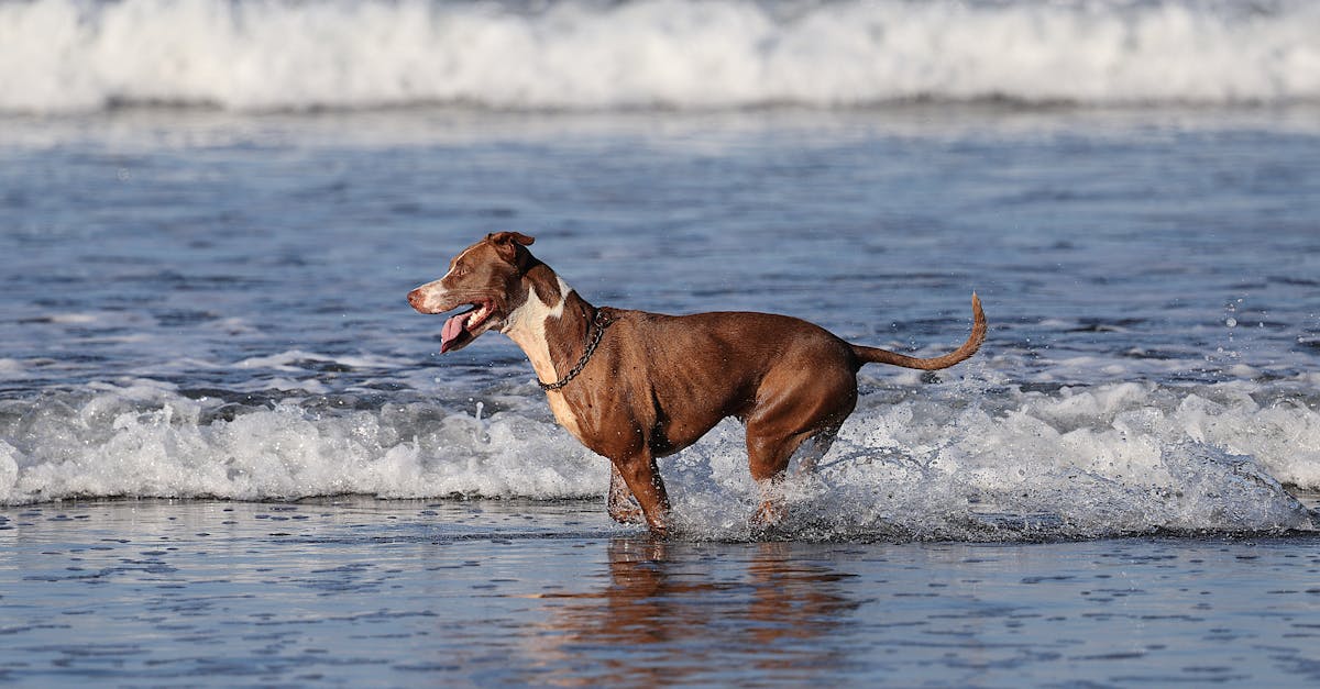 découvrez notre large gamme de colliers pour chiens, alliant confort et style. offrez à votre fidèle compagnon un accessoire de qualité qui reflète sa personnalité et assure sa sécurité lors de vos promenades.