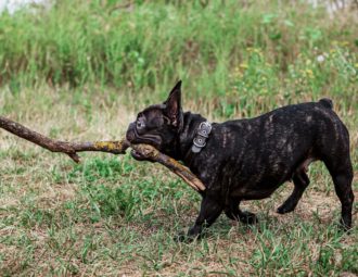 découvrez notre collection de colliers pour chiens, alliant confort et style. trouvez le collier parfait pour votre compagnon, disponible dans une variété de tailles et de designs. offrez à votre animal de compagnie sécurité et élégance lors de ses promenades.