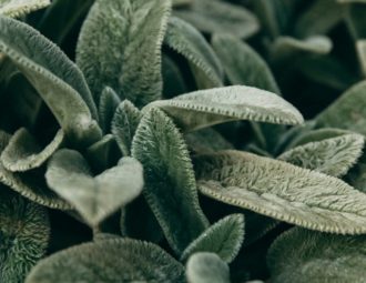 découvrez notre collection de robes vert sauge, alliant élégance et fraîcheur. parfaites pour toutes les occasions, ces robes apporteront une touche de tendresse et de style à votre garde-robe. explorez les différentes coupes et styles pour trouver votre tenue idéale dans des teintes apaisantes et modernes.