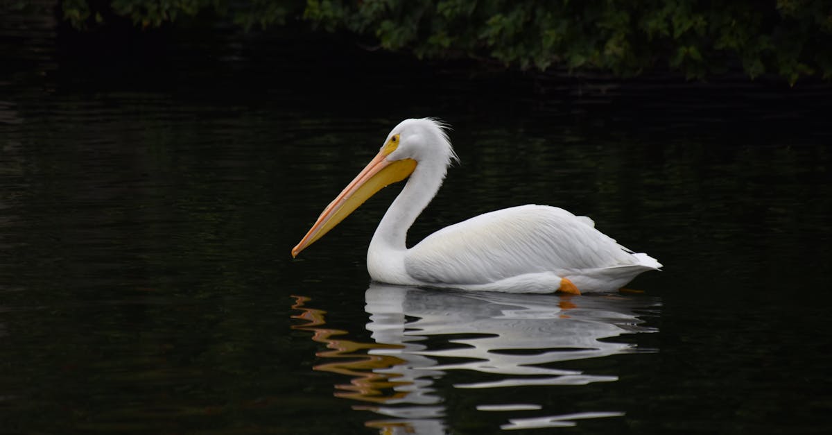 découvrez toute l’actualité dédiée aux animaux : informations, découvertes, espèces insolites et dernières nouvelles du monde animalier.