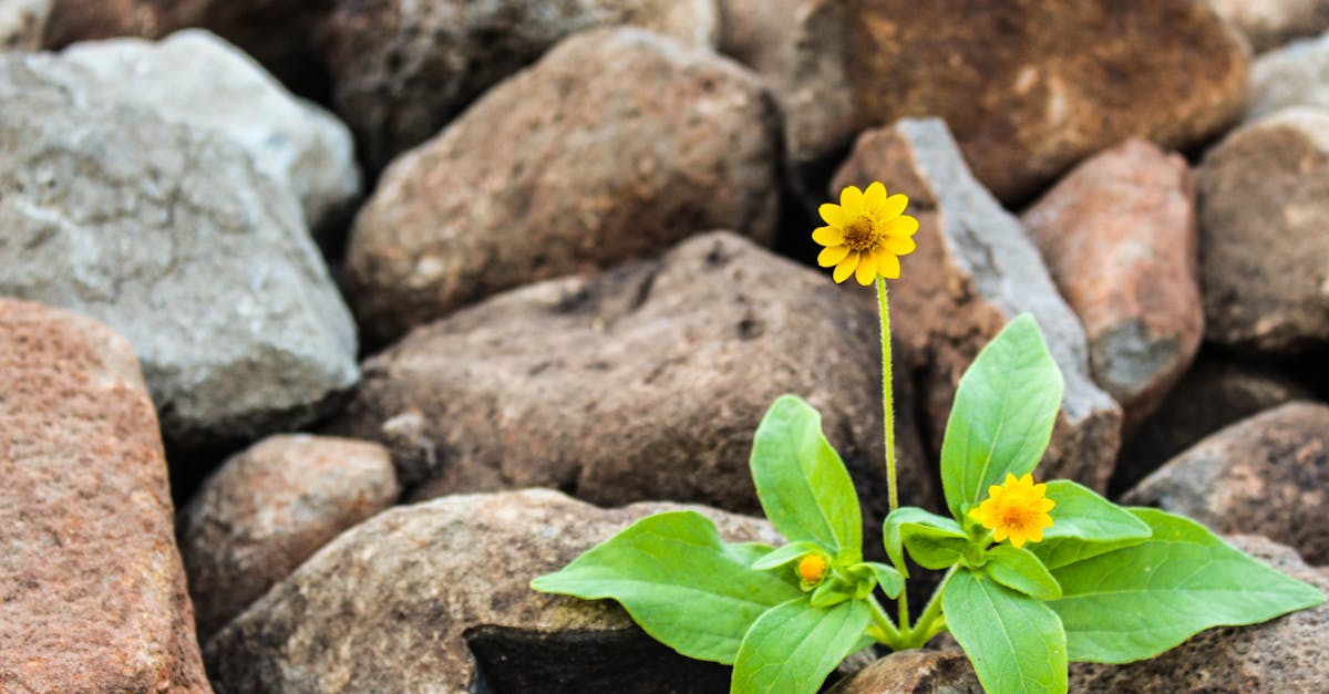 découvrez des stratégies et conseils pour favoriser la growth de votre entreprise, booster votre développement et atteindre vos objectifs de croissance rapidement et efficacement.