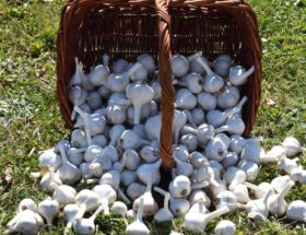 découvrez nos meilleurs conseils pour une cuisine saine : astuces, recettes faciles et techniques pour préparer des plats savoureux, équilibrés et bons pour la santé tous les jours.