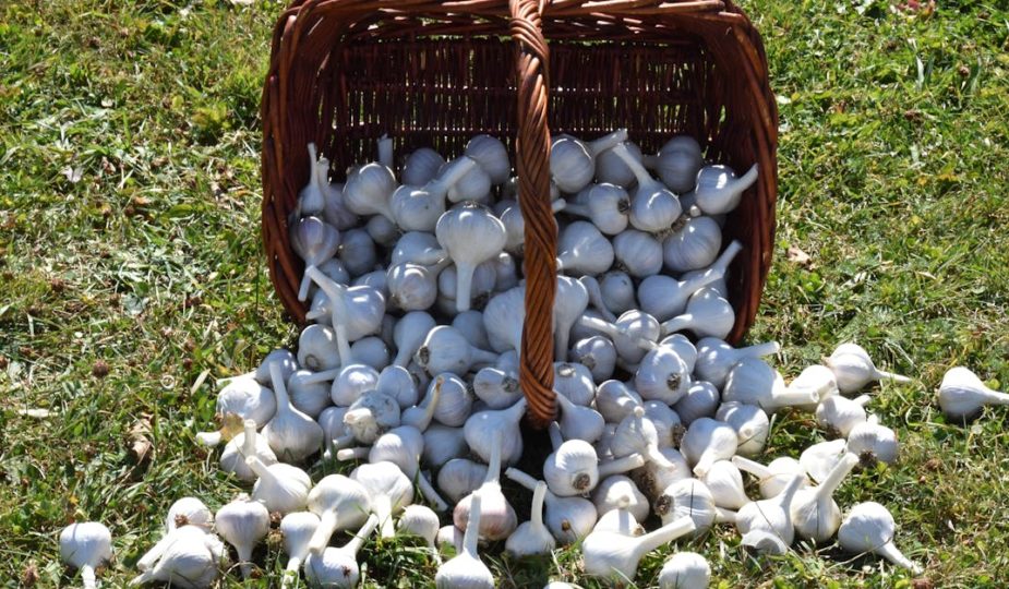 découvrez nos meilleurs conseils pour une cuisine saine : astuces, recettes faciles et techniques pour préparer des plats savoureux, équilibrés et bons pour la santé tous les jours.